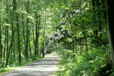 Mountain Laurel